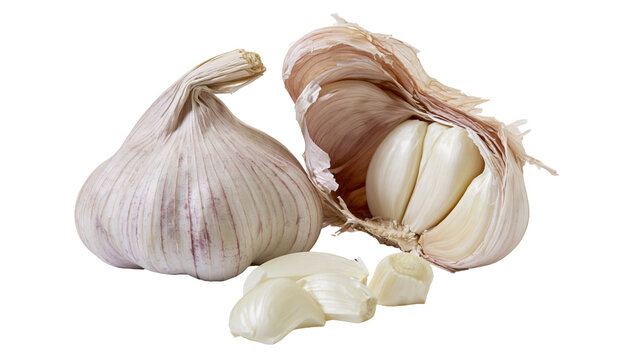 Isolated fresh whole and peeled garlic bulbs with separated cloves, common aromatic ingredient