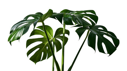 Isolated vibrant green tropical Monstera deliciosa houseplant featuring large split leaves © Lucas