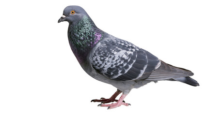 Obraz premium Isolated common city rock pigeon standing gracefully, detailed side view, iridescent neck feathers