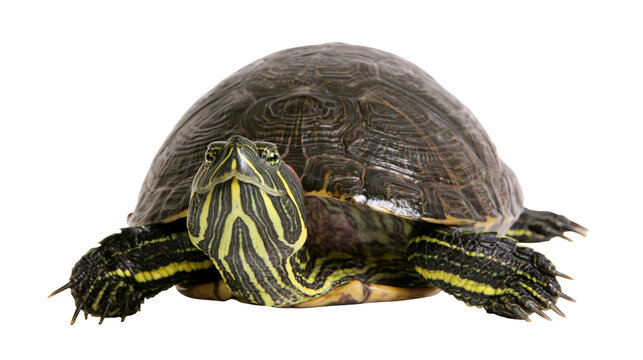 Isolated red-eared slider turtle, an adorable freshwater reptile looking directly at camera