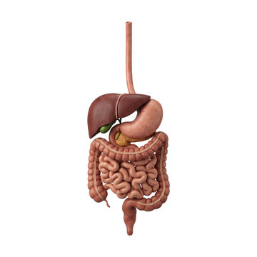 Human digestive system anatomy PNG isolated illustration.