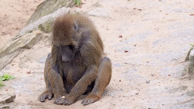 Solitary Guinea Baboon Sitting On Sandy Rock playing with stick In Its Natural Habitat