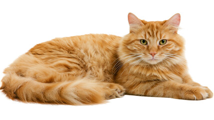 Isolated adorable fluffy orange domestic cat with bright green eyes lying down peacefully © David