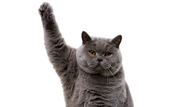 Isolated fluffy gray British Shorthair cat raising its paw for attention looking cute