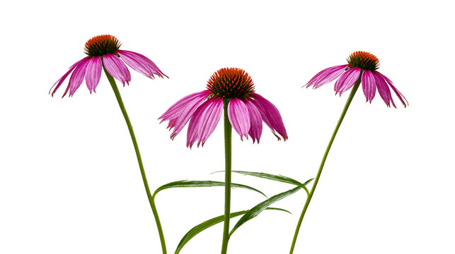Isolated three vibrant purple coneflower blossoms with fresh green stems and leaves, botanical beauty.