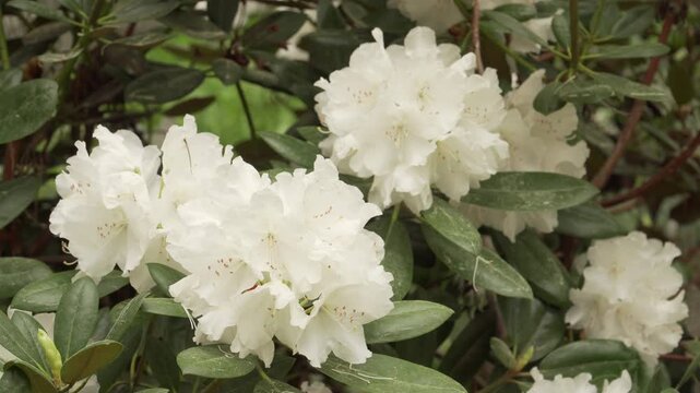 Pure white rhododendron "LU 100" blossoms bloom in soft daylight. A static close up view highlights delicate floral clusters among glossy green leaves.