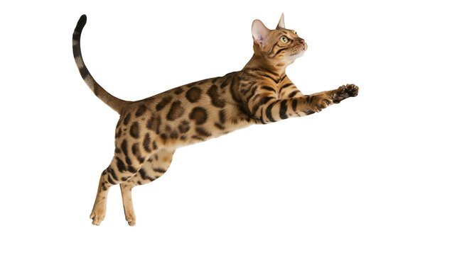 Isolated Bengal cat leaping dynamically with athletic grace and spotted fur pattern