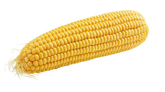 Isolated ear of fresh raw yellow sweet corn on the cob, healthy organic vegetable food.