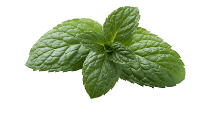 Isolated fresh green mint leaves sprig close up view, fragrant herb for cooking and refreshing drinks © David