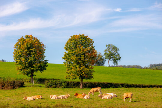 Autumn landscape, Terrain hilly countryside of Zuid-Limburg, Cows grazing on lush green meadow, Open farm with dairy cattle, Epen is a village in the southern of Dutch province of Limburg, Netherlands