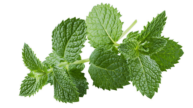 Isolated fresh green mint leaves sprigs for culinary use and herbal remedies
