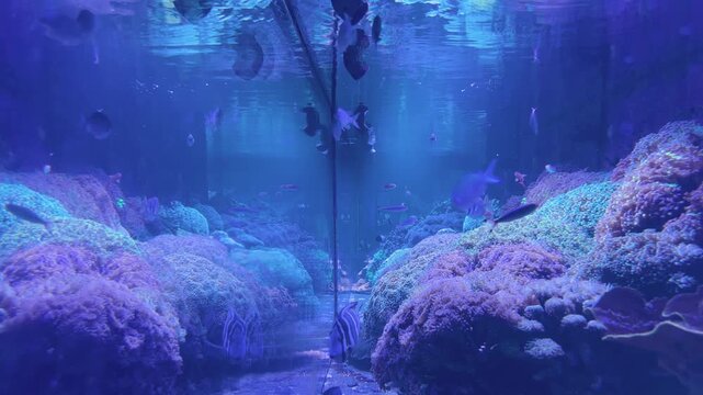 Colourful Tropical Fish Swimming in a Blue Coral Reef Aquarium