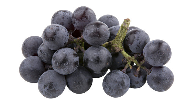 Isolated fresh cluster of sweet dark purple grapes with natural frosty bloom, healthy fruit
