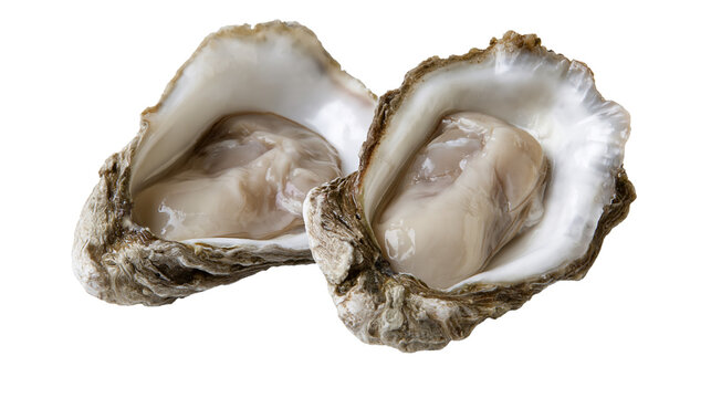 Isolated two fresh raw oysters with open shells, ready to eat culinary delicacy