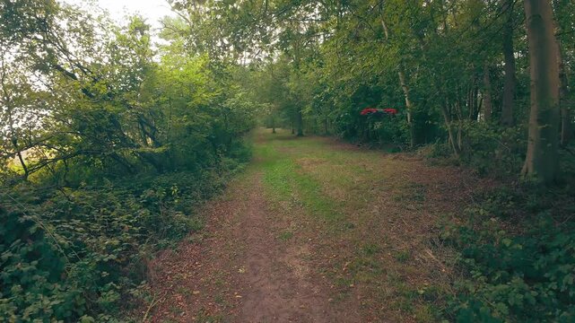 Forest path winds through tall green trees. Sunlight filters through leafy branches above. Dappled light covers mossy ground and dirt. Trail leads deeper into dense woodland canopy
