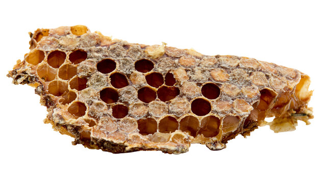 Isolated natural honeybee comb fragment with empty and capped hexagonal wax cells.