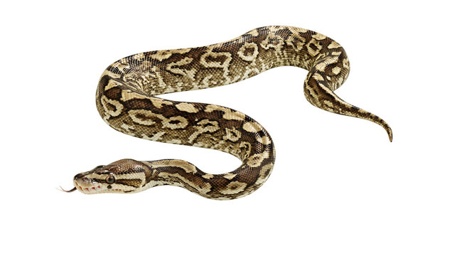 Isolated python snake with intricate scale pattern, head raised and tongue flicking