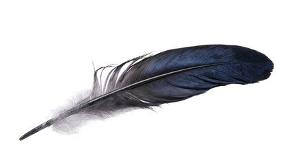 Isolated dark blue and black feather with soft grey down detail, elegant and natural bird wing element © Ioana