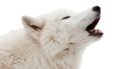 Isolated majestic white arctic wolf howling loudly with eyes closed, expressing wild emotion. © Ioana