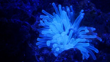 coral reef in aquarium © Maria