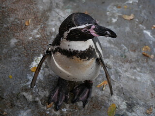 Humbolt penguin  © Maria