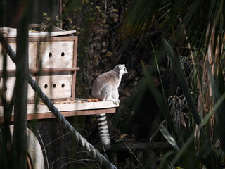 Fototapeta premium lemur sitting on a tree