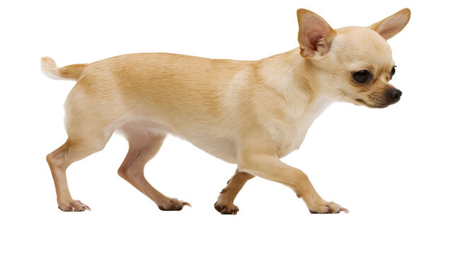 Isolated charming short-haired fawn Chihuahua dog walking with graceful step, full body side view