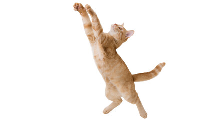 Isolated adorable ginger cat in mid-jump, stretching paws, looking playfully up © Vincent