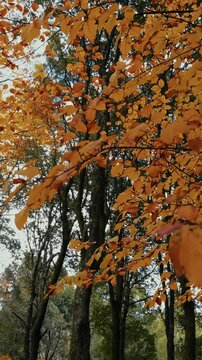 Relaxing Dry Yellow Leaves in Autumn Season Italy