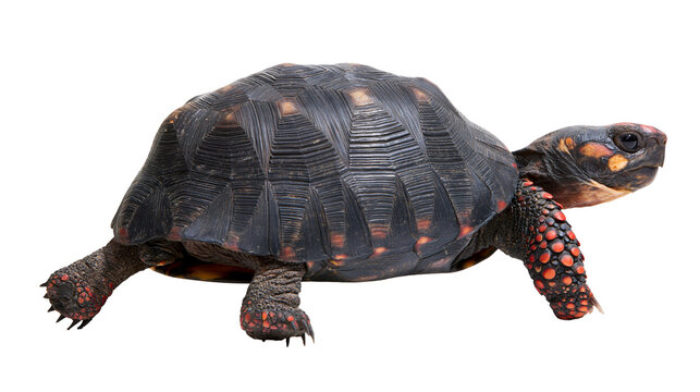 Isolated red-footed tortoise side view, vibrant markings on shell and skin, walking slowly.