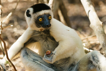 Fototapeta premium Wild Lemur in Kirindy Mitea National Park Madagascar 