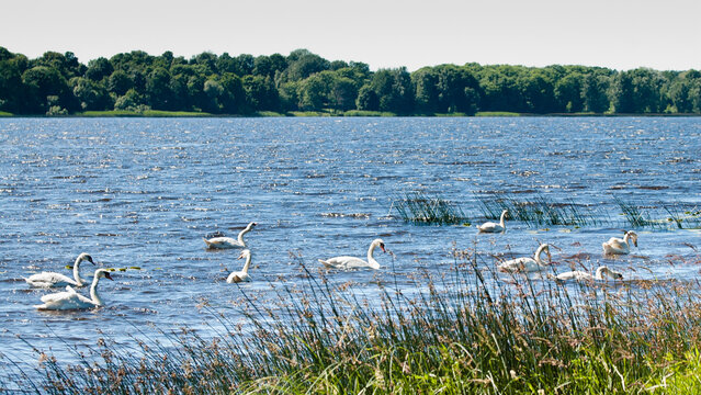 The photo shows a flock of white swans swimming along the river in summer