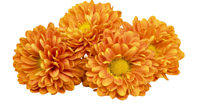 Isolated vibrant orange chrysanthemum flowers showcasing beautiful petals and yellow centers
