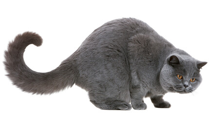 Isolated fluffy grey British Shorthair cat with captivating orange eyes, in a crouched, alert posture © ROCKETX