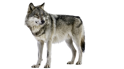 Isolated majestic grey wolf standing, a powerful wild canine with piercing eyes looking right © ROCKETX