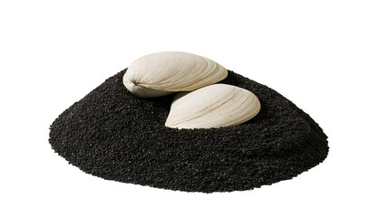 Isolated textured black granular mound with two elegant beige bivalve shells nestled © ROCKETX