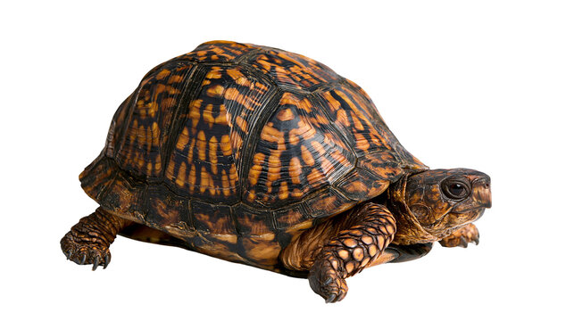 Isolated North American box turtle with beautiful patterned shell and textured skin looking forward