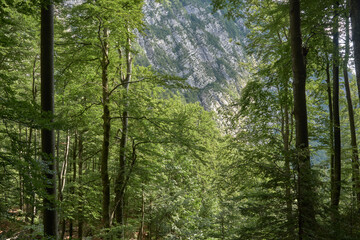 Obraz premium Forest View to Limestone Cliff in Triglav National Park