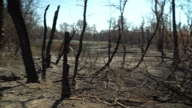 A spring day, filming in the forest, the remains of burnt bushes and trees, a dried-up river in the background, a natural disaster, the absence of animals and birds