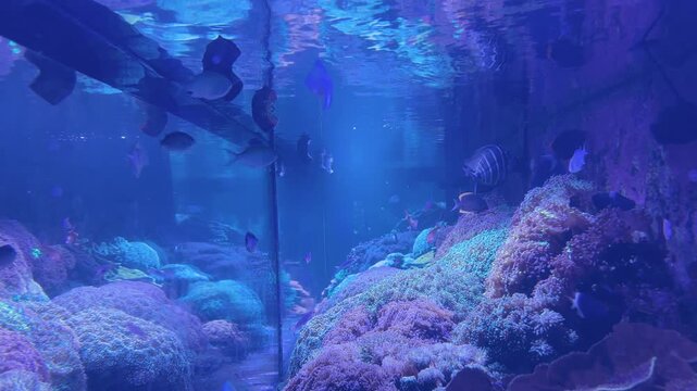 Colourful Tropical Fish Swimming in a Blue Coral Reef Aquarium