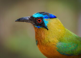 A detailed macro profile portrait of a Trinidad Motmot (Momotus bahamensis), an exotic bird endemic to Trinidad and Tobago. The close-up shot vividly captures its brilliant ruby-red iris, signature bl © Paul