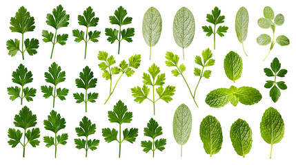 Isolated collection of fresh green culinary herbs and aromatic leaves for cooking and garnishing © Gabriel