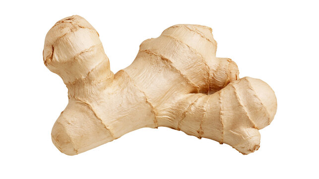 Isolated fresh organic ginger root, a healthy aromatic spice ingredient for cooking and food