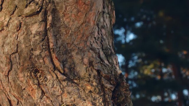 Tilt up pine tree trunk close up. Sunlit bark texture moss in coniferous forest.
