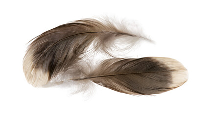 Isolated delicate soft fluffy bird feathers with natural brown and beige colors © Gabriel