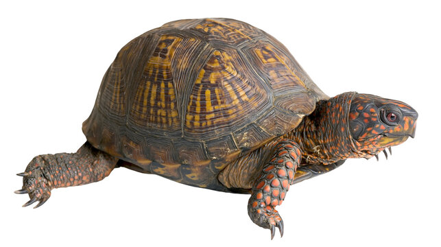 Isolated colorful box turtle reptile with patterned shell walking on a clean surface