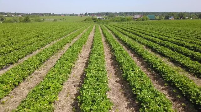 Forward aerial drone flies along Lukhovitsy strawberry rows