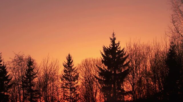 Forest treetops silhouette orange sunset sky. Spruce pine trees dusk twilight.