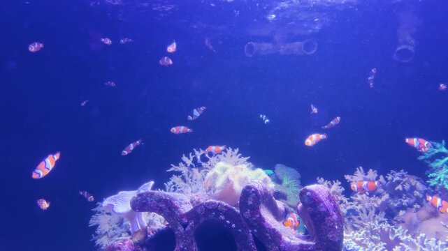 School of Clownfish Swimming Above Coral Reef in Blue Aquarium