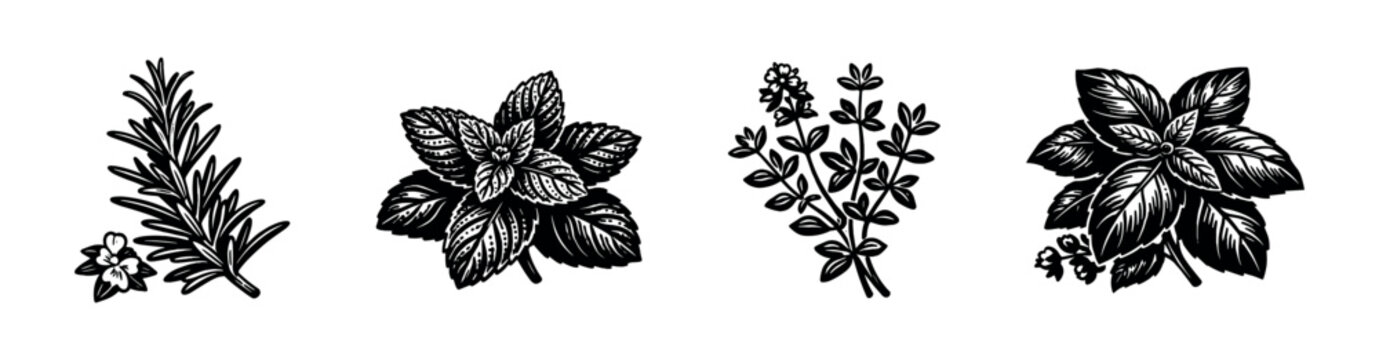 Hand Drawn Culinary Herb Illustrations